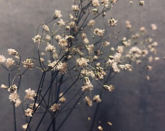 May include: A bouquet of delicate white baby's breath flowers with thin stems against a grey background.