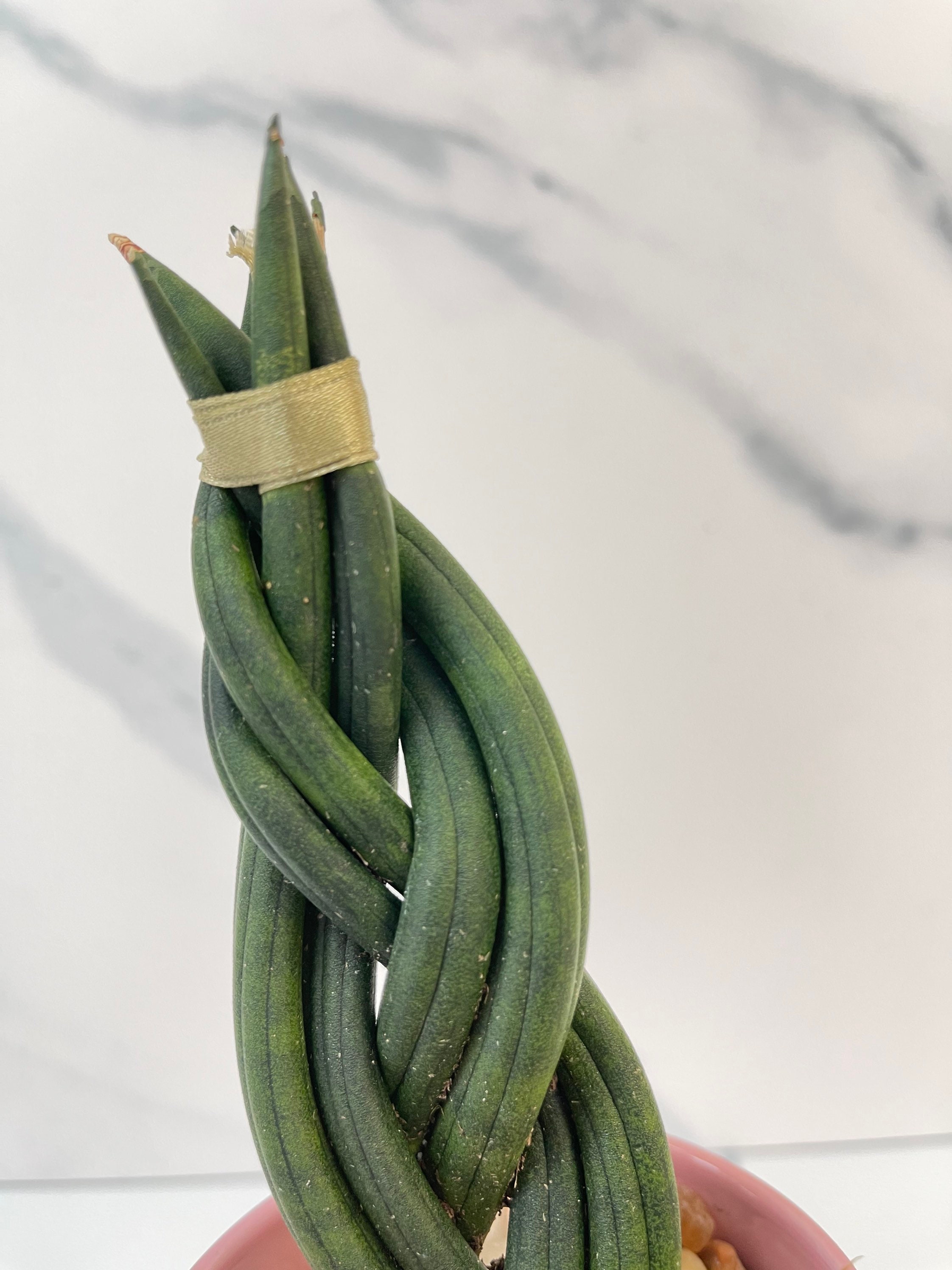 Cylindrical Snake Plant braided in pot live succulent | Etsy