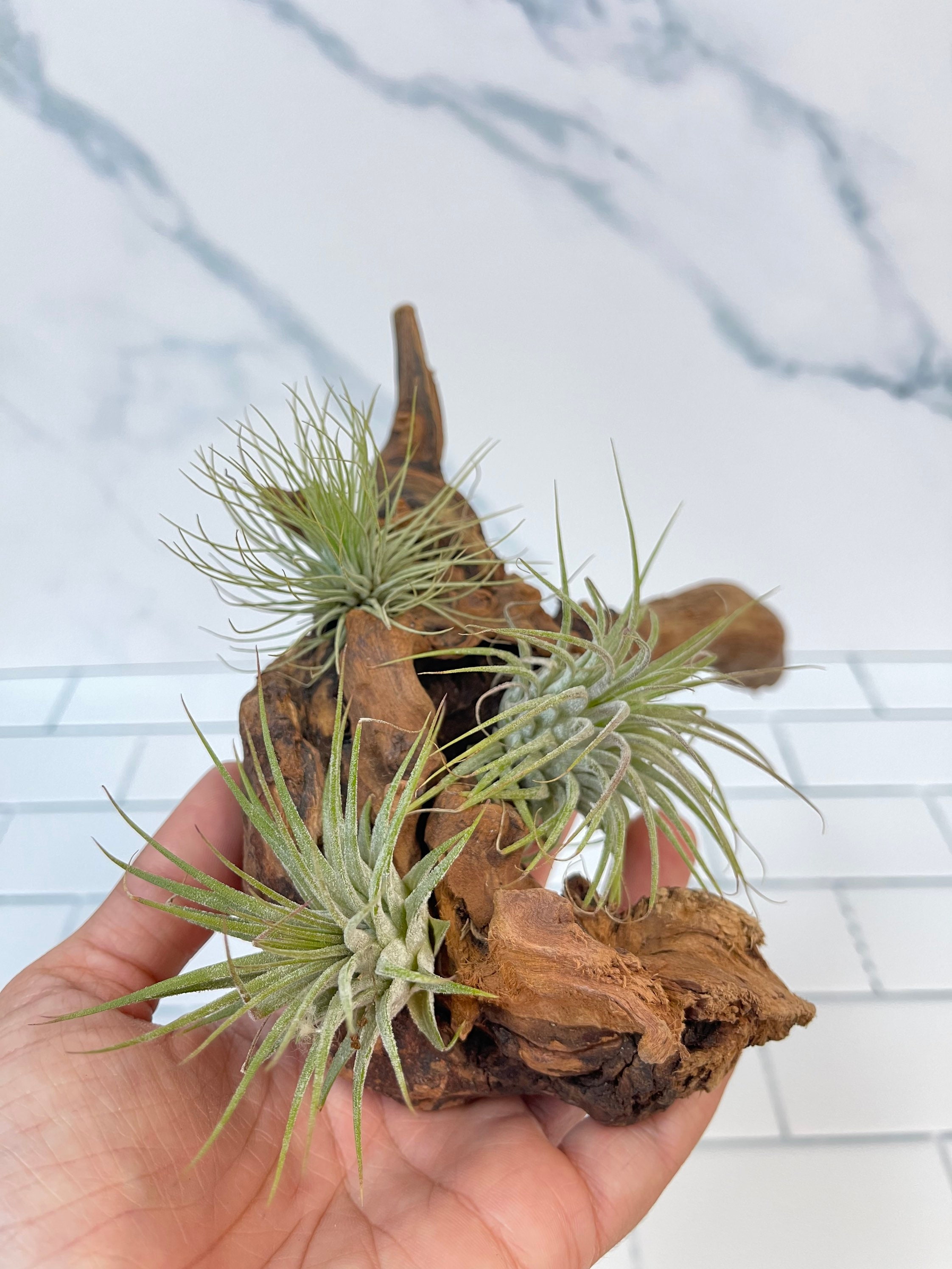 Wood Air plants display with live air plants Tillandsia Etsy