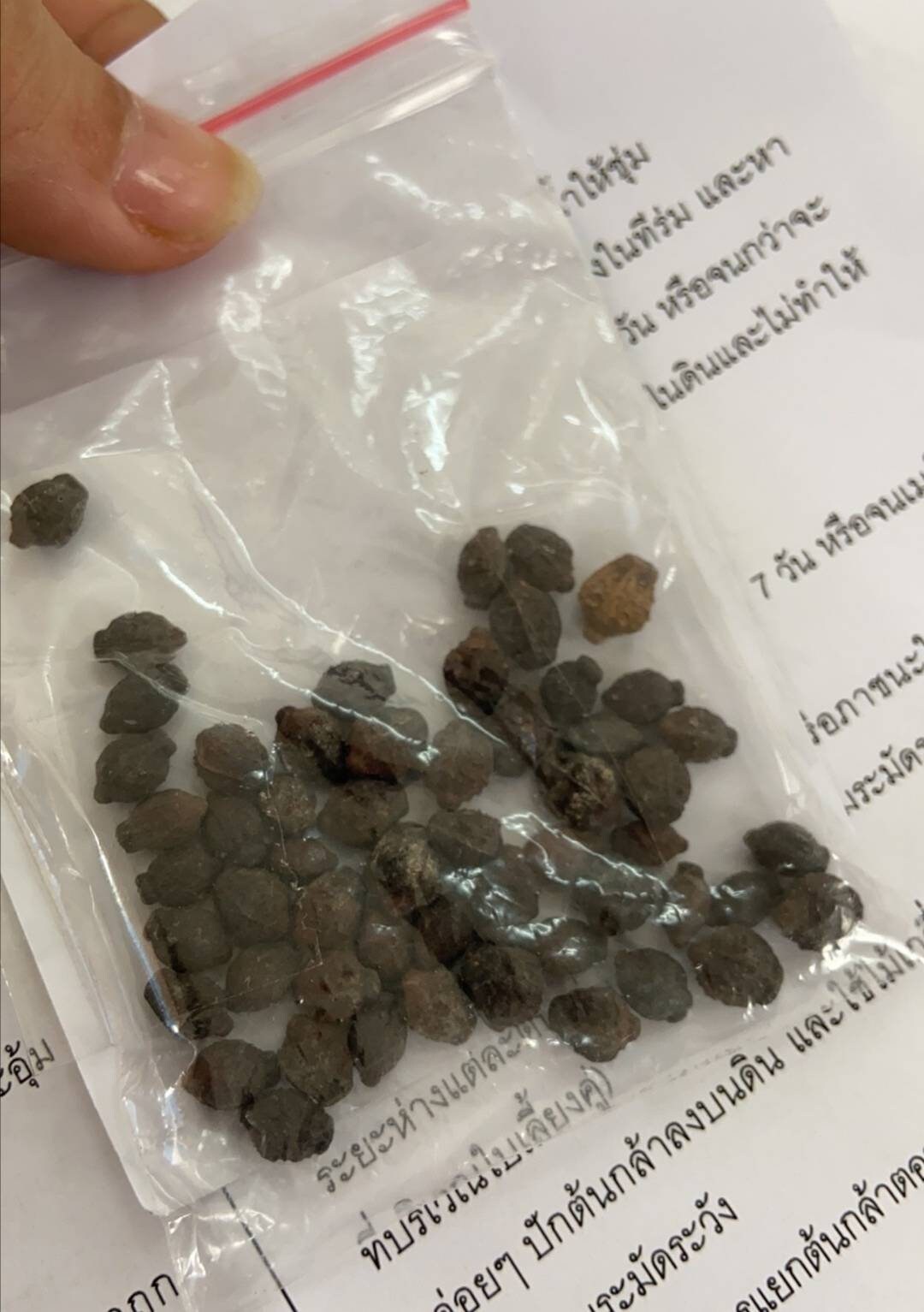 Jasmine Flower Seeds Thai Jasmine 50 seedstropical Etsy