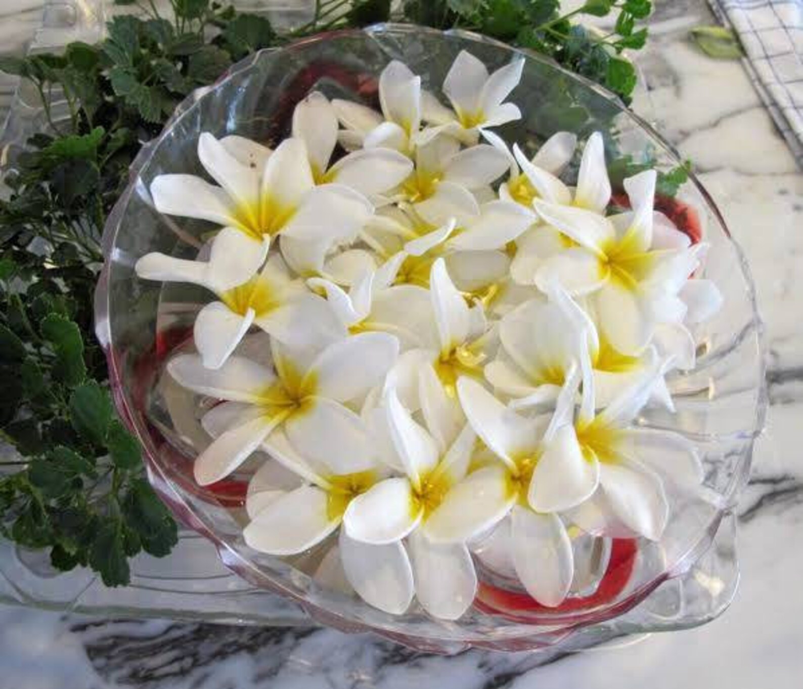 Dried organic plumeria flower teaFrangipaniHerbal tea Loose Etsy