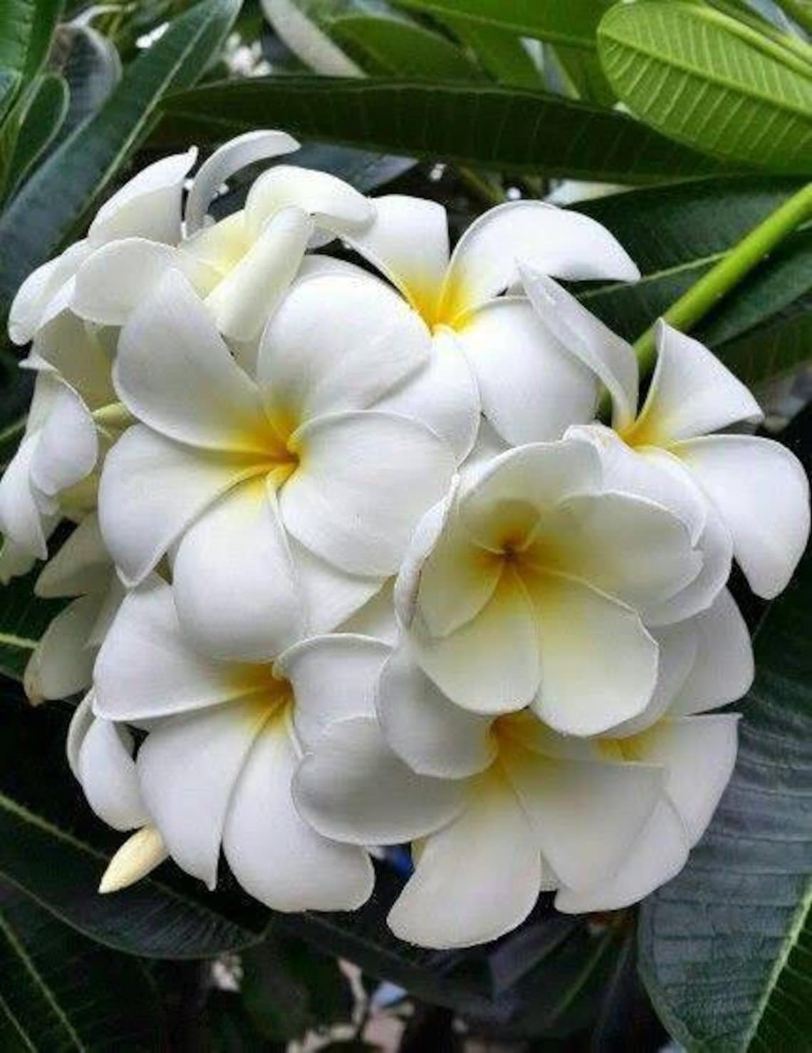 Dried organic plumeria flower teaFrangipaniHerbal tea Loose Etsy