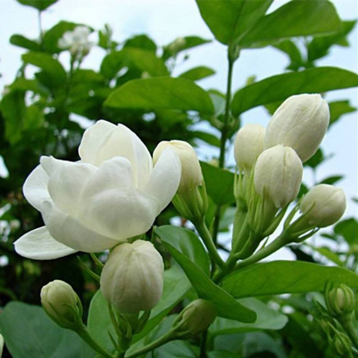 Jasmine Flower Seeds Thai Jasmine 50 seedstropical Etsy