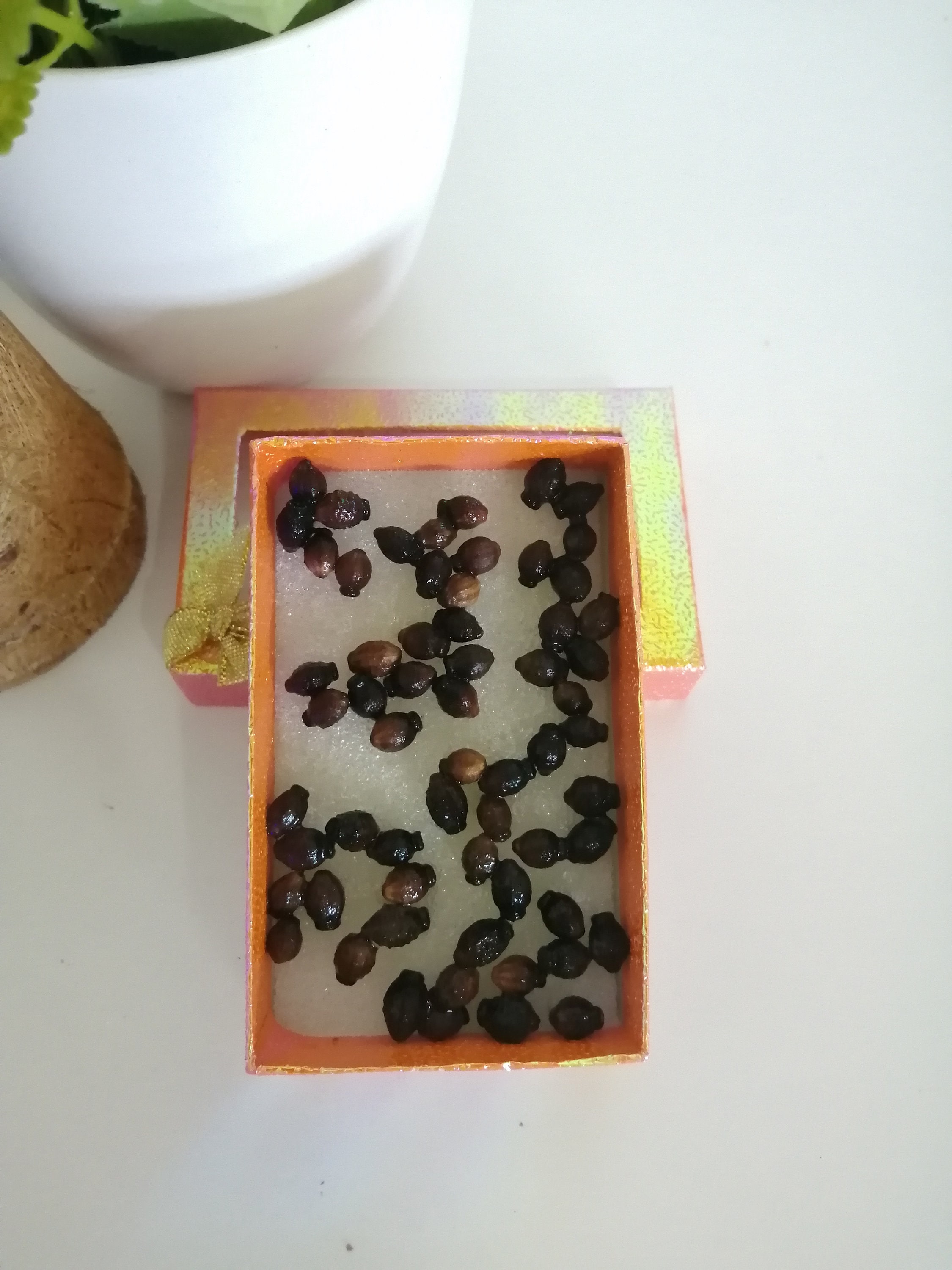 Jasmine Flower Seeds Thai Jasmine 50 seedstropical Etsy