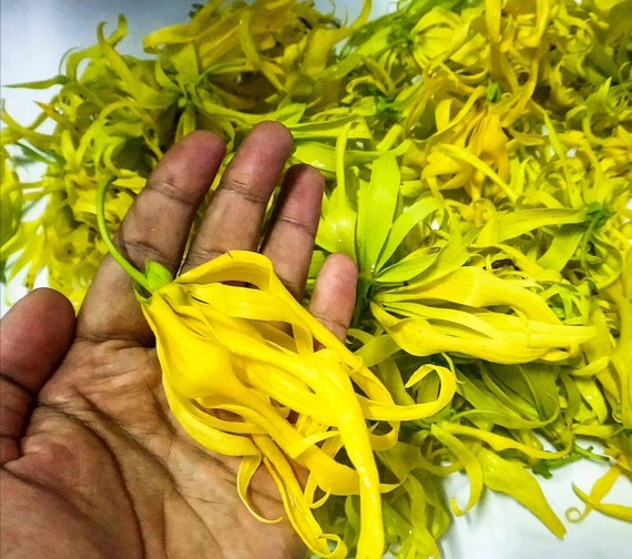 Dried organic ylang ylang flower tea Cananga odorataHerbal Etsy