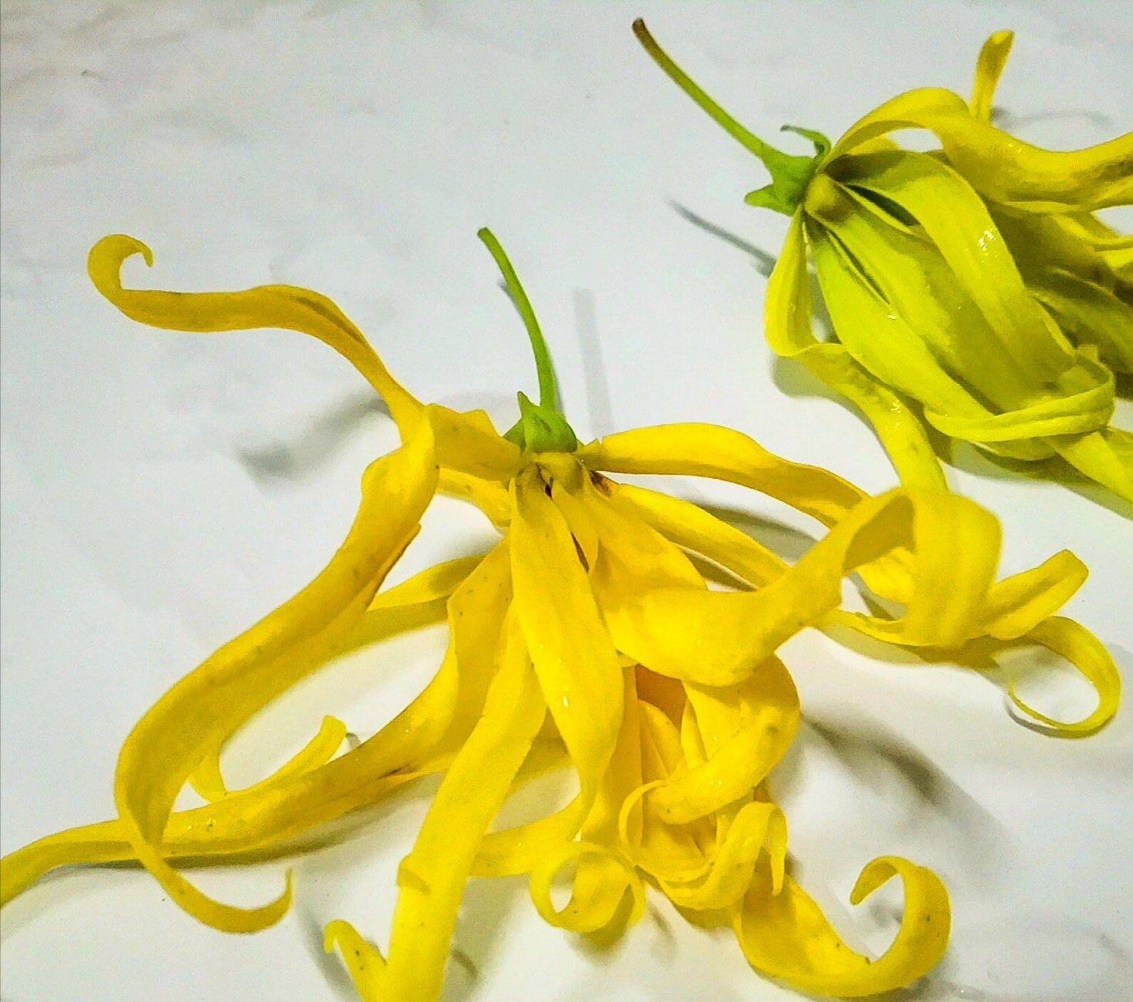 Dried organic ylang ylang flower tea Cananga odorataHerbal Etsy