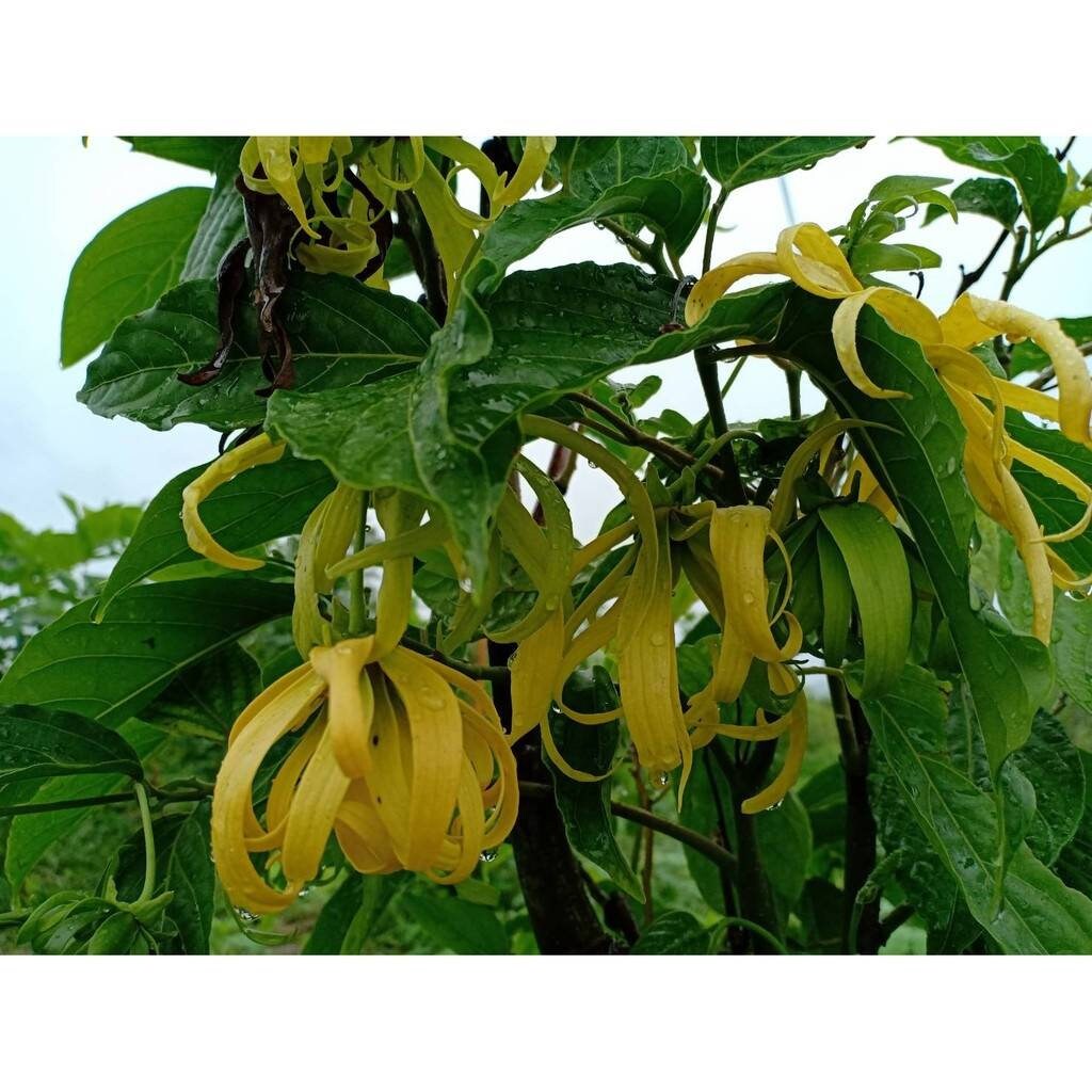 Dried organic ylang ylang flower tea Cananga odorataHerbal Etsy