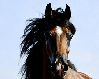 May include: A brown and black horse with a white star on its forehead. The horse has a long black mane and tail and is looking directly at the camera.