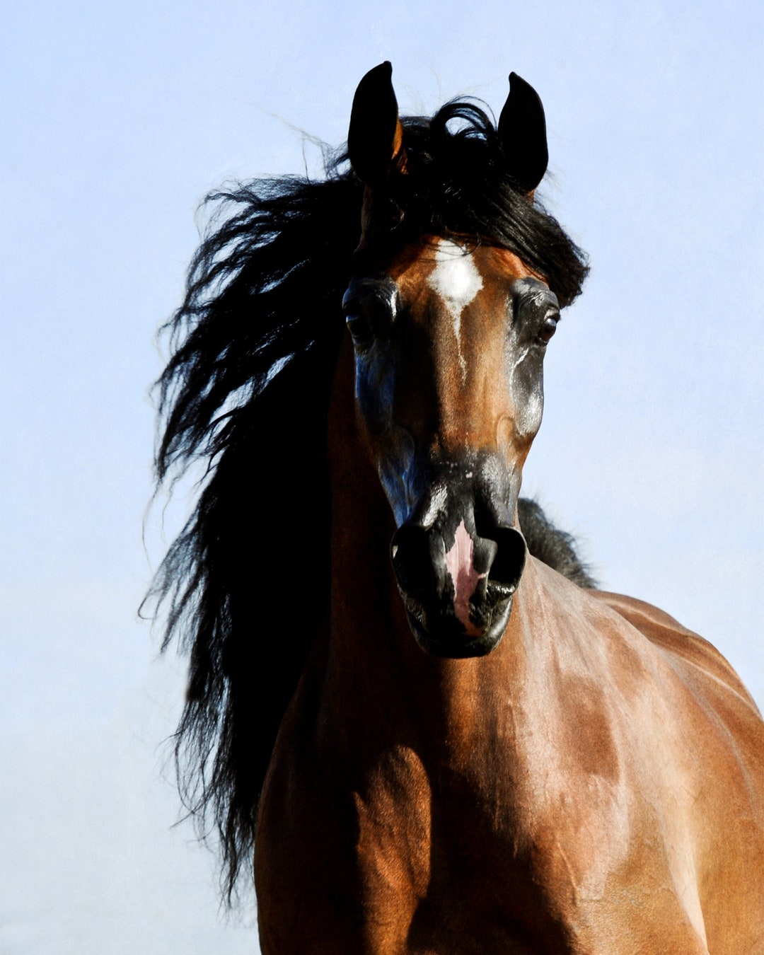 Beautiful Arabian Horse Wall Art, Horse Print, Horse Photo, Horse ...