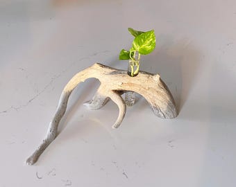 Driftwood Plant Vase | Plant Propagation | Beach Theme Wall Decor | Natural Wood Accent | Plant Room | Table Top | Rare Find