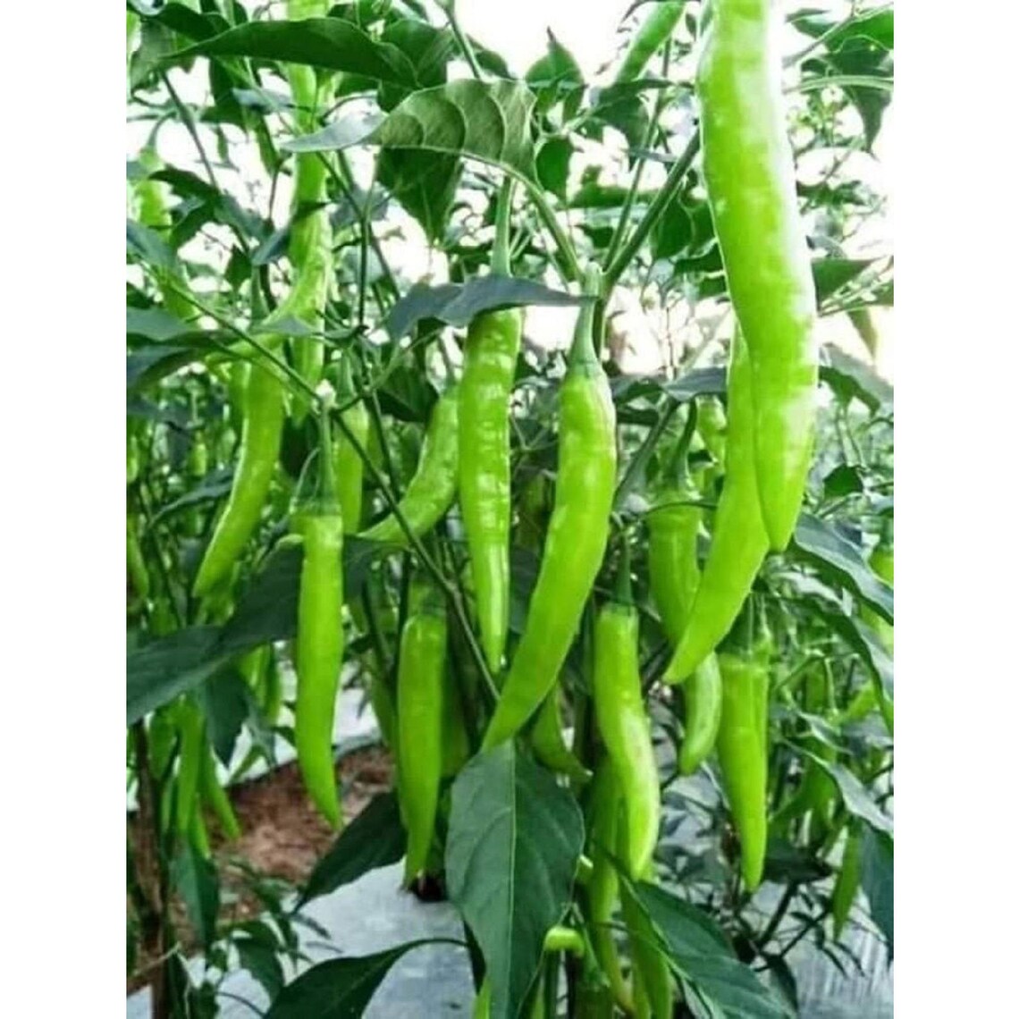 Sri Lankan Hybrid Chilli Seeds for Home Garden High Yield Etsy
