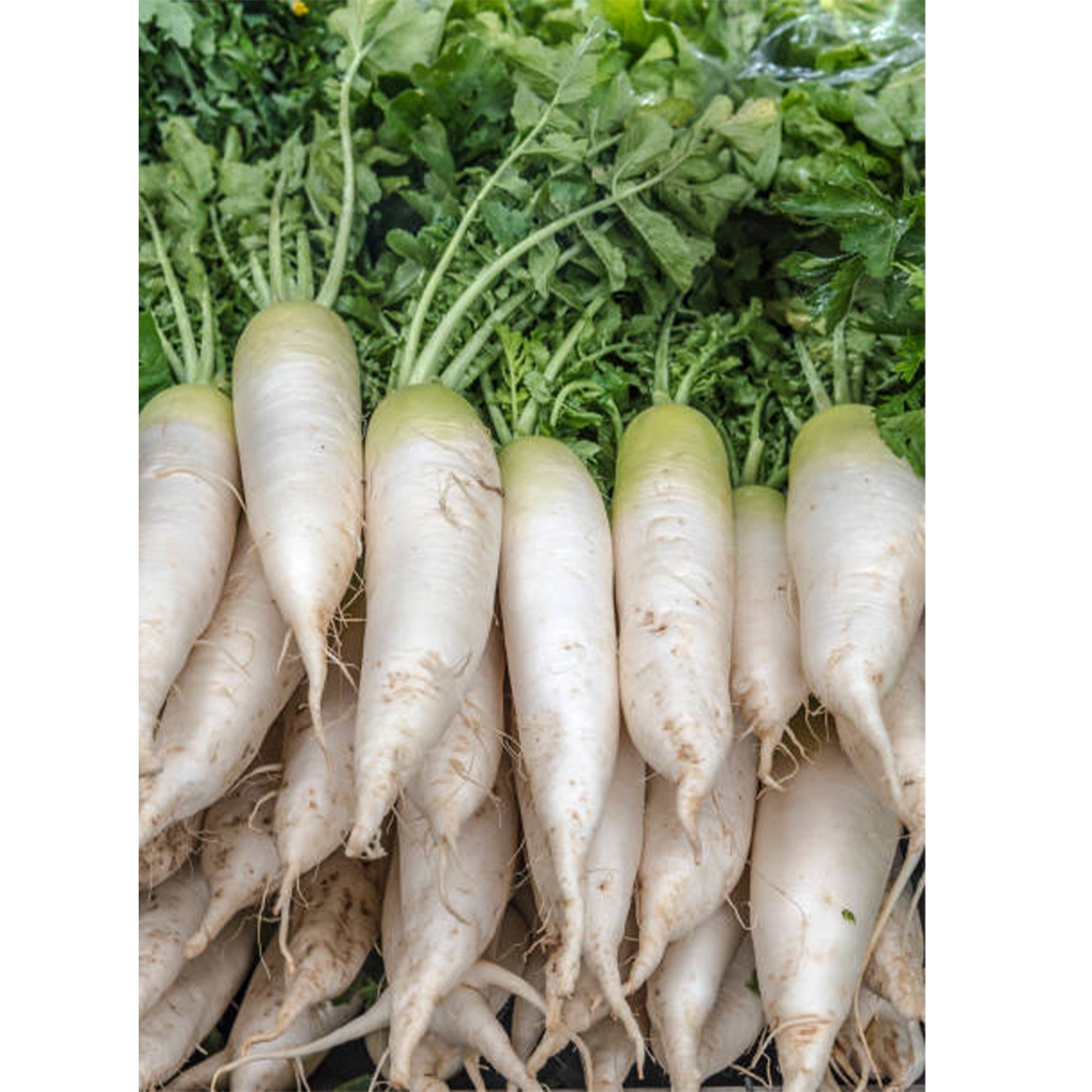 Sri Lankan Vegetable Seeds Long Radish for Home Garden Food Etsy UK