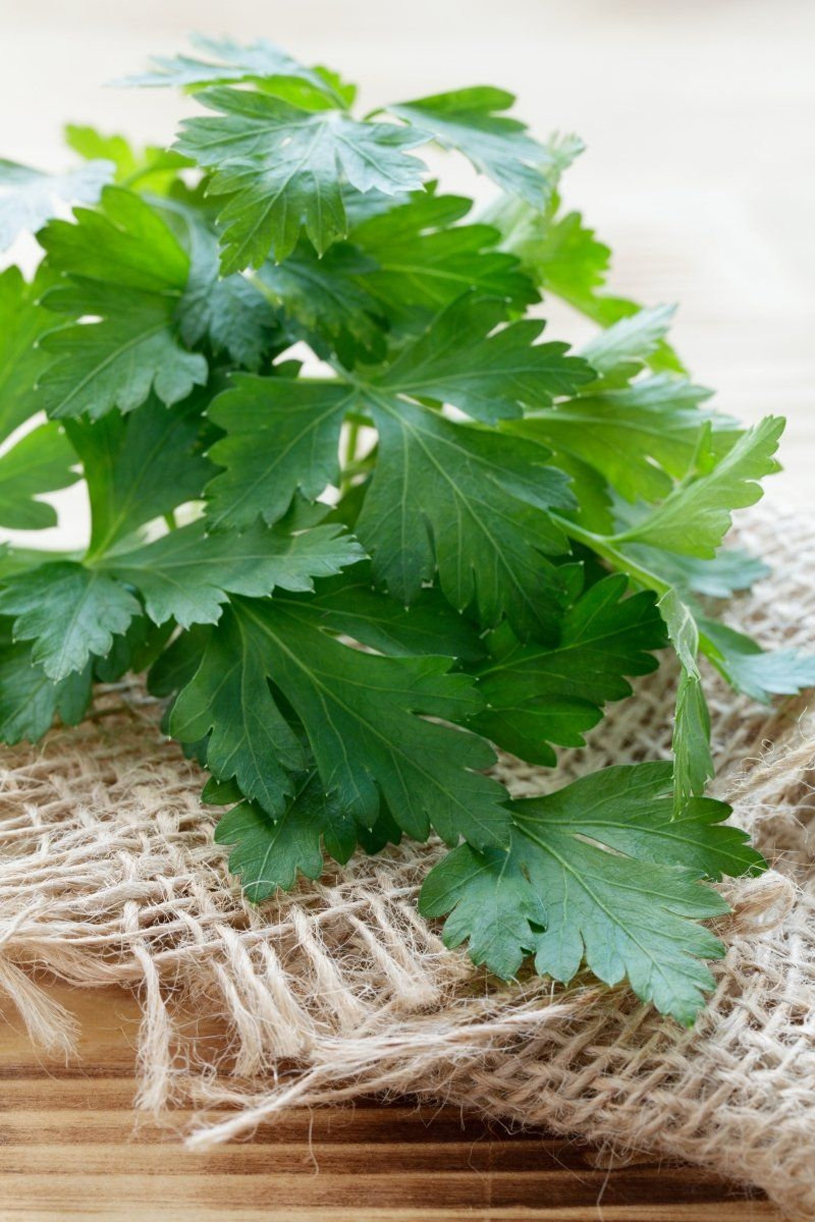 Seeds Parsley Giant Parsley Seeds Gardening Organic Etsy