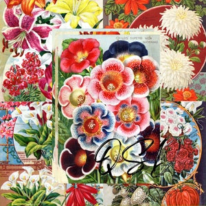 Vintage Seed Catalog Prints Digital Download, 5 Different High Resolution Images for Wall Art, Crafts, Sublimation, Vintage Floral D-VS-1-11