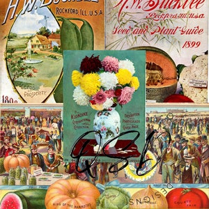 Vintage Seed Catalog Prints Digital Download, 5 Different High Resolution Images for Wall Art, Crafts, Sublimation, Vintage Floral D-VS-1-05