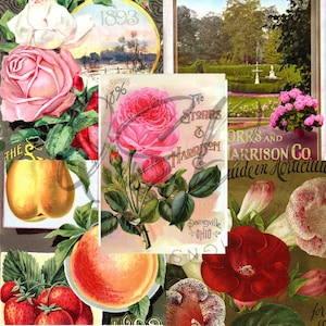 Vintage Seed Catalog Prints Digital Download, 5 Different High Resolution Images for Wall Art, Crafts, Sublimation, Vintage Floral D-VS-3-16