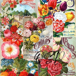 Vintage Seed Catalog Prints Digital Download, 5 Different High Resolution Images for Wall Art, Crafts, Sublimation, Vintage Floral D-VS-1-10