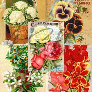 Vintage Seed Catalog Prints Digital Download, 5 Different High Resolution Images for Wall Art, Crafts, Sublimation, Vintage Floral D-VS-2-01