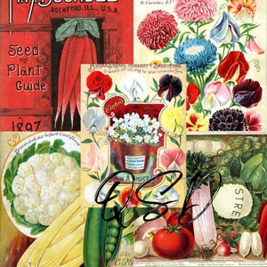 Vintage Seed Catalog Prints Digital Download, 5 Different High Resolution Images for Wall Art, Crafts, Sublimation, Vintage Floral D-VS-1-04