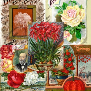 Vintage Seed Catalog Prints Digital Download, 5 Different High Resolution Images for Wall Art, Crafts, Sublimation, Vintage Floral D-VS-2-03
