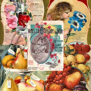 Vintage Seed Catalog Prints Digital Download, 5 Different High Resolution Images for Wall Art, Crafts, Sublimation, Vintage Floral D-VS-2-11