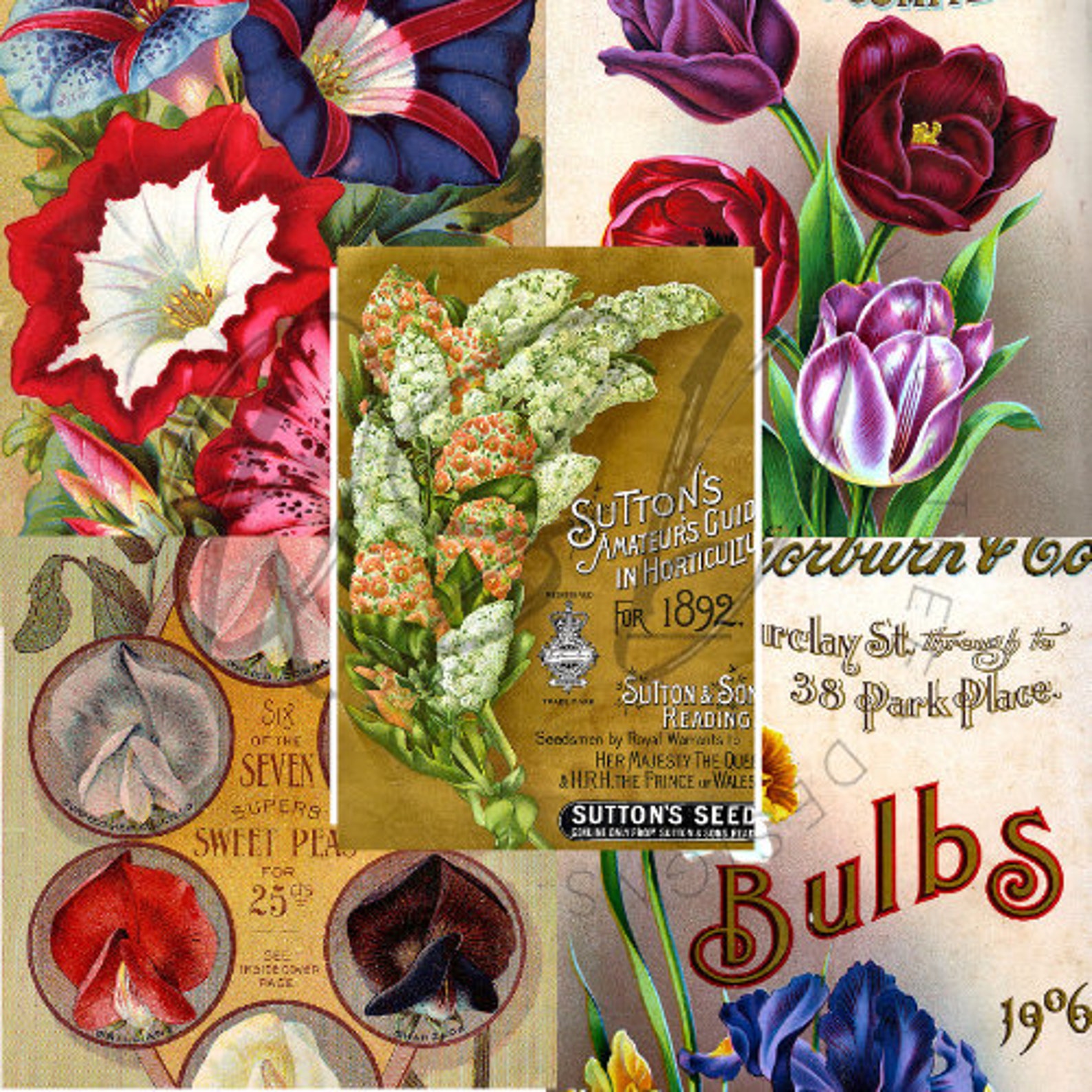 Vintage Seed Catalog Prints Digital Download, 5 Different High