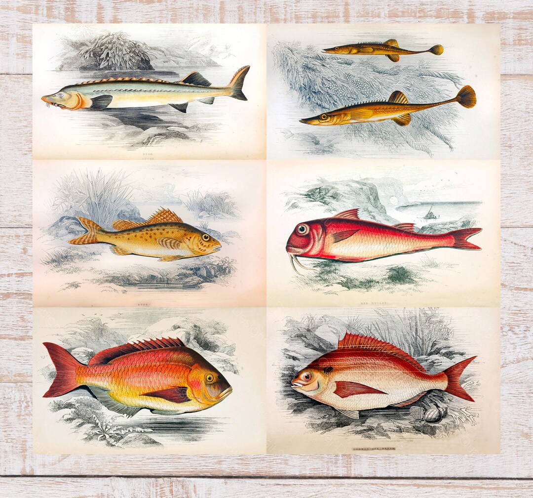 History of the Fishes - Images Plates From Original Vintage Fish Book ...