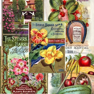 Vintage Seed Catalog Prints Digital Download, 5 Different High Resolution Images for Wall Art, Crafts, Sublimation, Vintage Floral D-VS-3-15