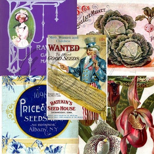 Vintage Seed Catalog Prints Digital Download, 5 Different High Resolution Images for Wall Art, Crafts, Sublimation, Vintage Floral D-VS-3-09