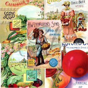 Vintage Seed Catalog Prints Digital Download, 5 Different High Resolution Images for Wall Art, Crafts, Sublimation, Vintage Floral D-VS-2-17