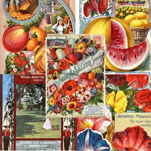 Vintage Seed Catalog Prints Digital Download, 5 Different High Resolution Images for Wall Art, Crafts, Sublimation, Vintage Floral D-VS-3-12