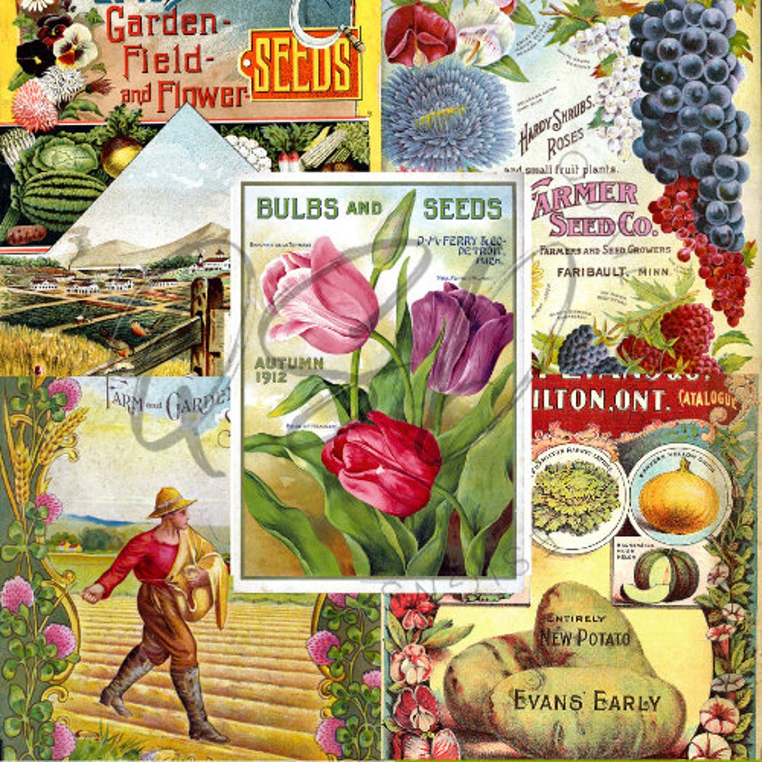 Vintage Seed Catalog Prints Digital Download, 5 Different High