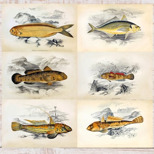 May include: A vintage illustration of six different types of fish. The fish are depicted in a realistic style with detailed markings and colors. The illustrations are set against a background of rocks and water.