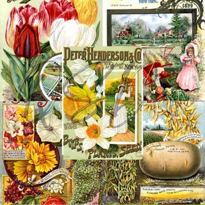 Vintage Seed Catalog Prints Digital Download, 5 Different High Resolution Images for Wall Art, Crafts, Sublimation, Vintage Floral D-VS-2-14