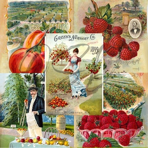 Vintage Seed Catalog Prints Digital Download, 5 Different High Resolution Images for Wall Art, Crafts, Sublimation, Vintage Floral D-VS-2-10