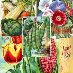 Vintage Seed Catalog Prints Digital Download, 5 Different High Resolution Images for Wall Art, Crafts, Sublimation, Vintage Floral D-VS-2-08