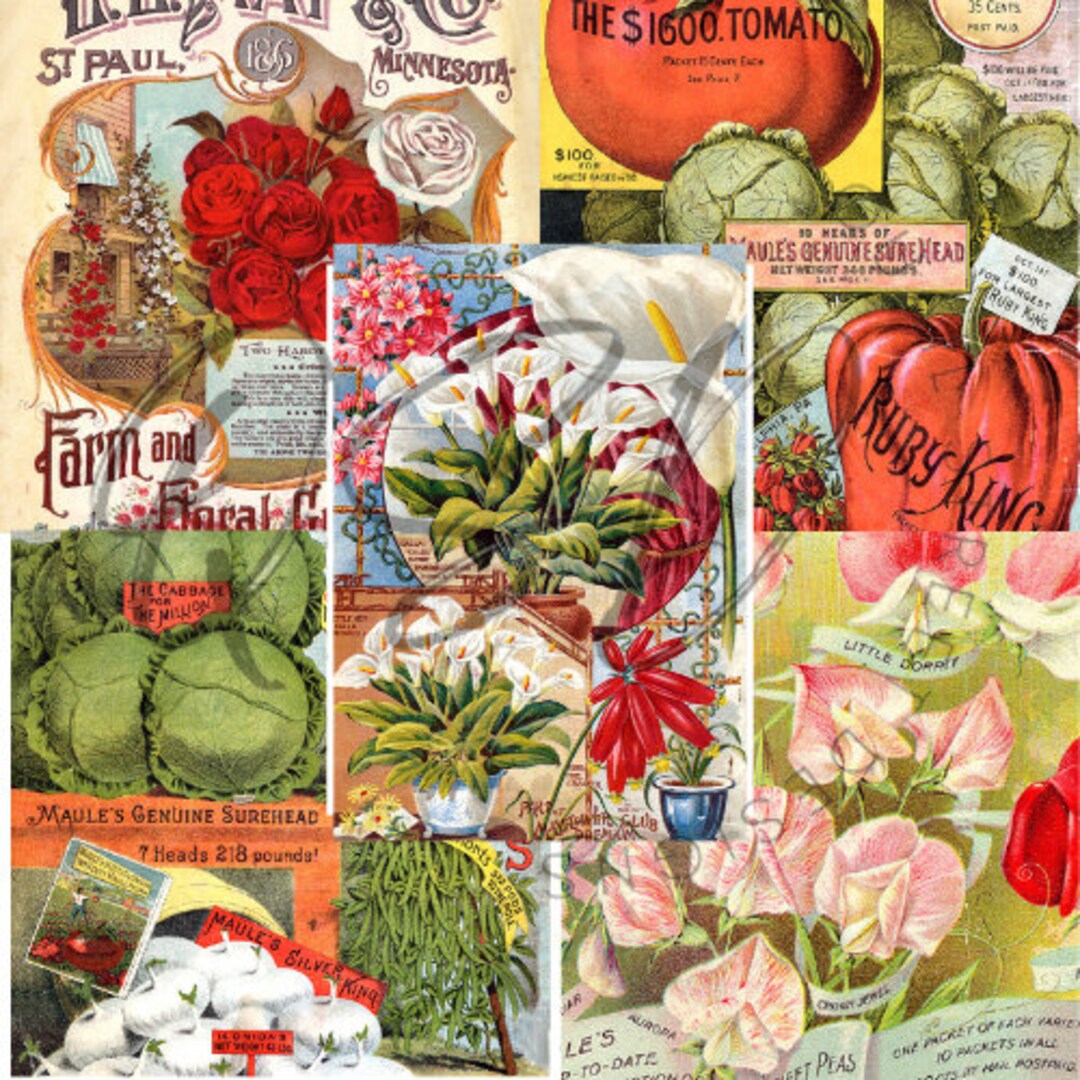 Vintage Seed Catalog Prints Digital Download, 5 Different High