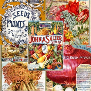 Vintage Seed Catalog Prints Digital Download, 5 Different High Resolution Images for Wall Art, Crafts, Sublimation, Vintage Floral D-VS-3-13