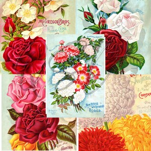 Vintage Seed Catalog Prints Digital Download, 5 Different High Resolution Images for Wall Art, Crafts, Sublimation, Vintage Floral D-VS-3-04