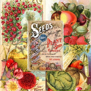 Vintage Seed Catalog Prints Digital Download, 5 Different High Resolution Images for Wall Art, Crafts, Sublimation, Vintage Floral D-VS-2-09