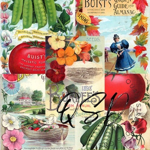 Vintage Seed Catalog Prints Digital Download, 5 Different High Resolution Images for Wall Art, Crafts, Sublimation, Vintage Floral D-VS-1-06
