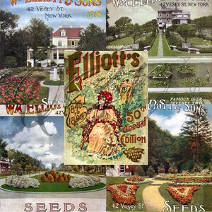 Vintage Seed Catalog Prints Digital Download, 5 Different High Resolution Images for Wall Art, Crafts, Sublimation, Vintage Floral D-VS-2-05