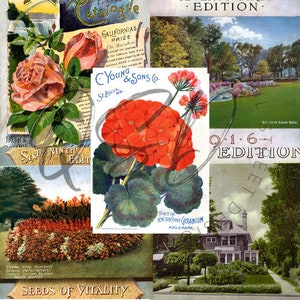 Vintage Seed Catalog Prints Digital Download, 5 Different High Resolution Images for Wall Art, Crafts, Sublimation, Vintage Floral D-VS-3-18