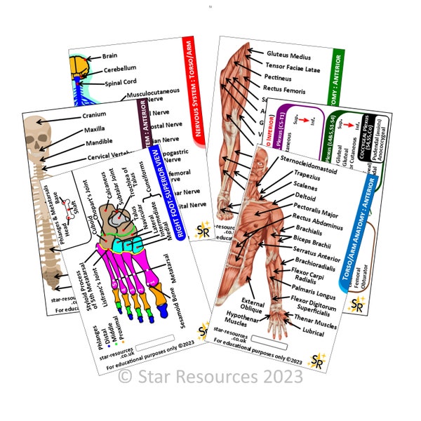 Set 3 - Human Anatomy ID Badge Flash Cards Student Nurses, Paramedics, Ambulance, Physiotherapists Flashcards