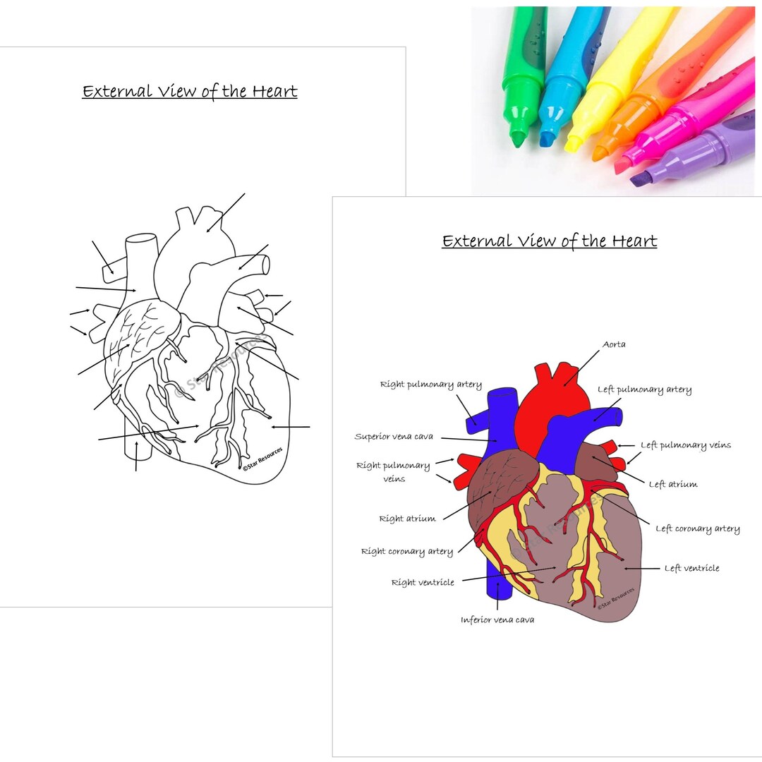 Human Anatomy Colouring Page - External View of Heart PDF - Etsy
