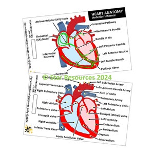 Herz Anatomie ID Badge Card | Sanitäter Karteikarte | Anatomie Lernhilfe für Krankenschwestern, Physiotherapeuten, Studenten