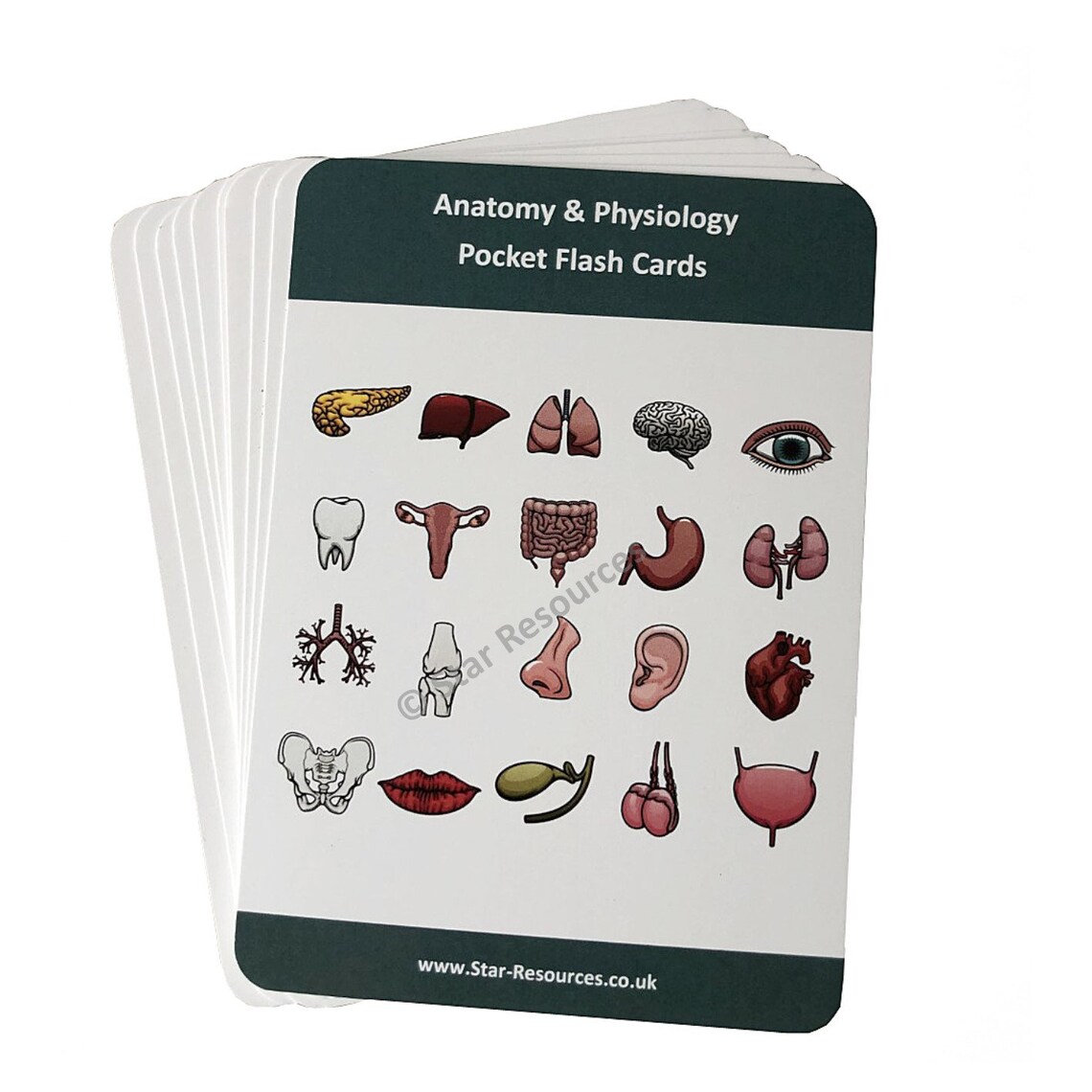 Anatomy &amp; Physiology Revision Flash Cards Flashcards for - Etsy UK