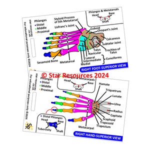 Può includere: Un diagramma delle ossa del piede destro e della mano destra, etichettate con termini anatomici. Il diagramma del piede mostra le ossa del piede da una vista superiore, inclusi i metatarsi, i tarsi e le falangi. Il diagramma della mano mostra le ossa della mano da una vista superiore, inclusi i metacarpi, i carpi e le falangi.