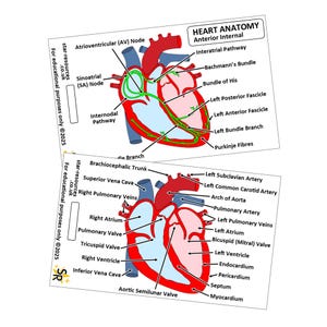 Insignia de anatomía cardíaca: Ayuda de estudio para enfermeros paramédicos