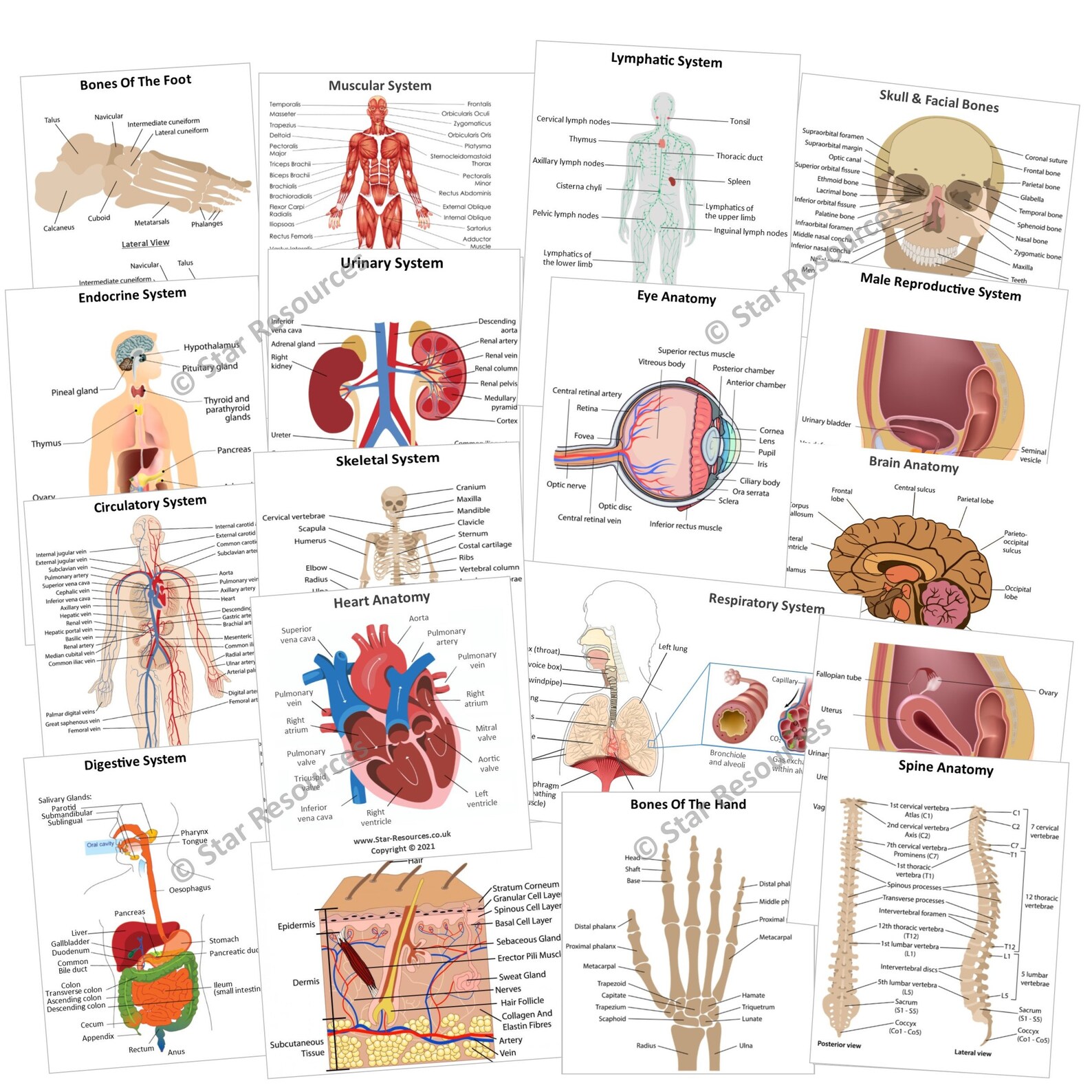 Anatomy Physiology Revision Flash Cards Flashcards for Biology Diagrams